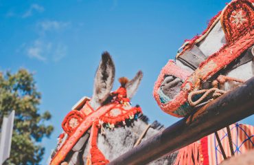 Burro Taxi en Granada