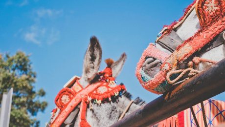 Burro Taxi en Granada